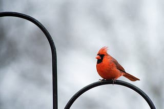 The Mystery of the Red Bird