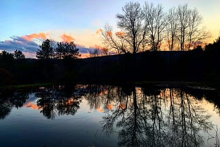 Weeds in the Rock, a reflection on where we are now