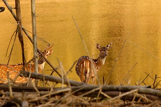Musings of a Naturalist — an evening at a waterhole