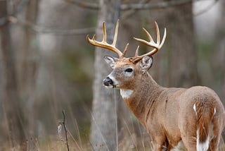 Wildlife management earns statewide recognition