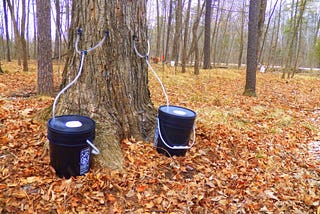 IT’S MAPLE SYRUP TIME -BY DOROTHY WILSON
