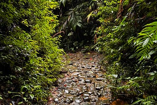Into The Wild