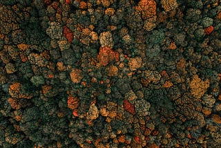 A birds-eye view photograph of a densely wooded area in the autumn — the trees are many different shades of green, red, orange and yellow.