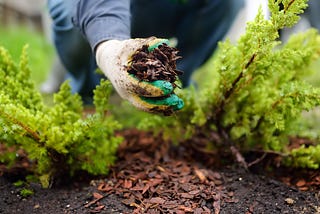 How to Mulch Your Garden for Summer Heat Protection