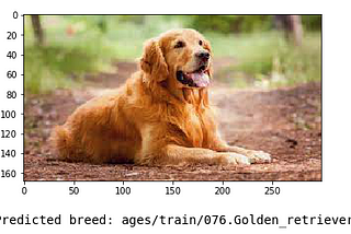 Dog Breed Classifier — Udacity