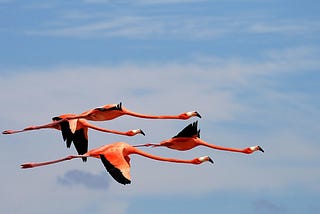 A Flamingo Journey