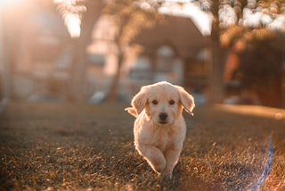 We should all be more like parents and dog owners