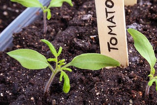 How To Start a Garden From Seed Indoors