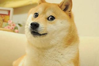 What the dog!