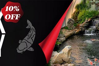 Black Friday Koi Sale