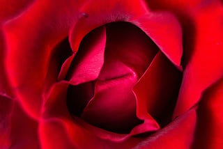 A close up of the heart of a deep red rose