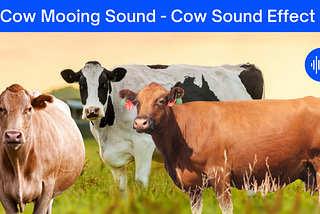 Cow mooing sound _ Cow sounds effect [ cow moo sound effects 🐄]