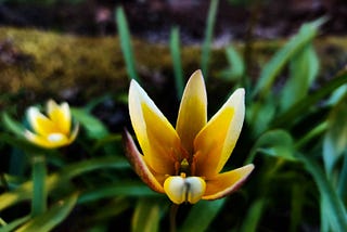 Spiritual Self-Refinement: Gems of Practical Guidance