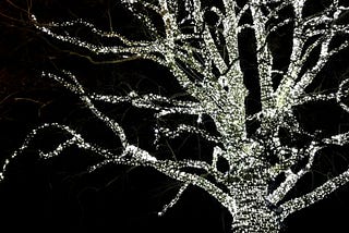 A tree covered in small decorative lights against the night sky.