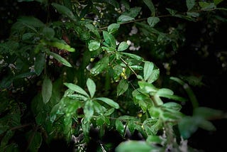 Divine Echoes: When Nature Reminded Me that I Wasn’t Alone