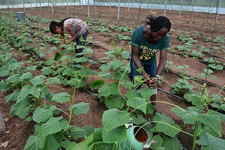 Study shows ways to influence youth performance in Agripreneurship