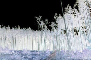 Trees Are Hollow