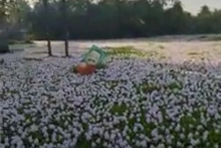 Water hyacinth in Kerala