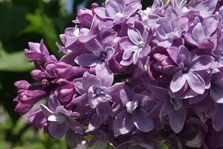 Free Lilacs for Life! — Part 2