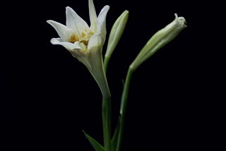 White Lily