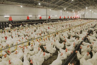 Proposed USDA Rule Would Increase Transparency in Poultry Industry