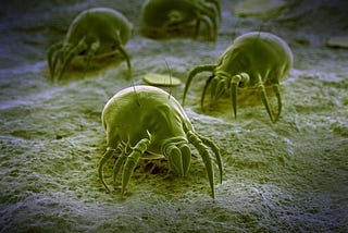 Can air purifiers kill dust mites?