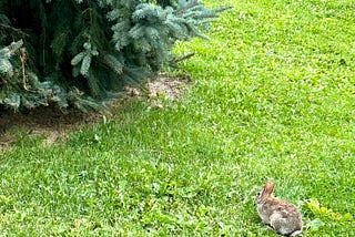 Little Bunny by the Evergreen