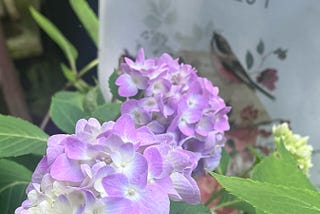 Soft blooming in a hard world