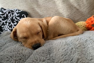 New puppy, no sleep.