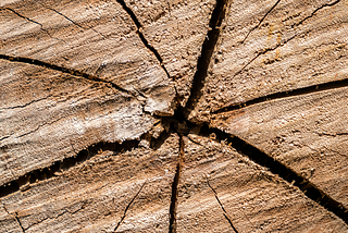 A cross-section of a tree trunk with cracks in the middle