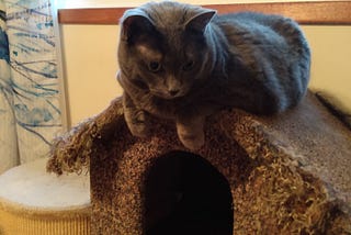 A grey cat sits atop a ragged cat house, staring intently.