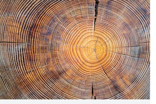 Tree Rings May Hold Clues To Impact Of Distant Supernovas On Eath: