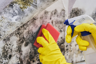 An expert cleaning mold