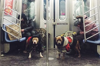 Dogs on Public Transit; What Could Go Wrong?