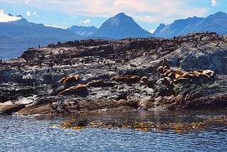 Fighting Age Discrimination to Snorkel with Sea Lions