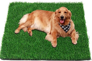 A Dog mat which is green in color