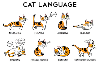 Understanding cat language and signals