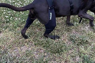 Custom Knee Braces for Working Dogs