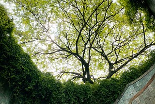 A young feminine-presenting person sits on a outdoor spiral staircase that seems to be below ground level. They stare up above at the ground level where lush ground cover spills over the sides of the staircase and tree canopy appears up in the sky.