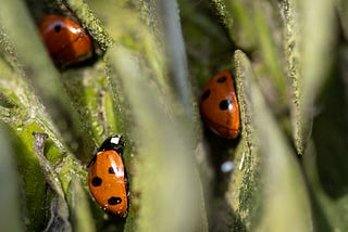 Cover photo of lady bugs hidden between leaves