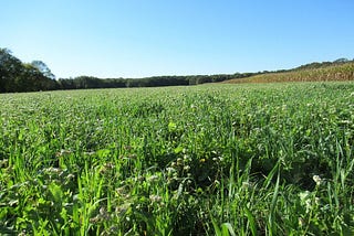 Local conversations lead to cover crops
