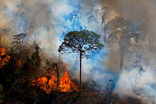 Cómo la presión a las corporaciones puede salvar la Amazonia de la destrucción