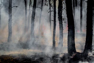 Burned trees and smoke after a forest fire