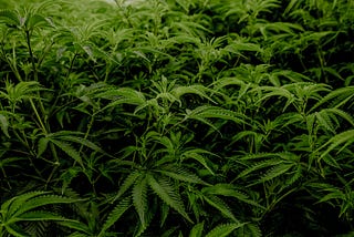 Marijuana plants in a growing facility.