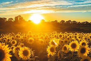 Sunflower field under blue sky during sunset.