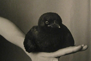 fledgling american crow