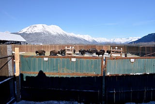 How to Move a Wood Bison