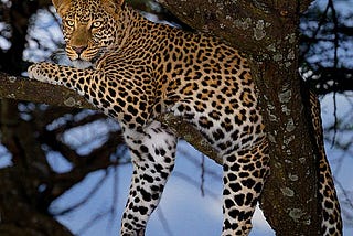 A leopard sitting in a tree