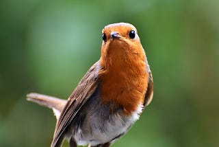 I Am a Bird, and Yes, I’m Trying to Poop on Your Car