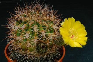 Let’s Learn About Cactus